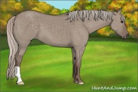 Horse Color:Silver Grullo 