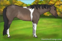 Horse Color:Brown Dun Tobiano Rabicano