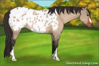 Horse Color:Bay Dun Appaloosa
