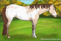 Horse Color:Amber Champagne Dun Frame Appaloosa