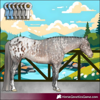 Horse Color:Amber Champagne Appaloosa  and Brown Appaloosa 