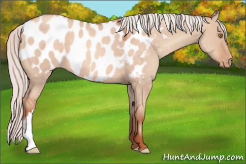 Horse Color:Silver Sable Champagne Dun Appaloosa 