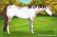 Horse Color:Sable Champagne Dun Frame Appaloosa 