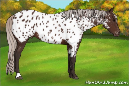Horse Color:Silver Brown Appaloosa 