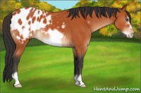 Horse Color:Bay Frame Appaloosa