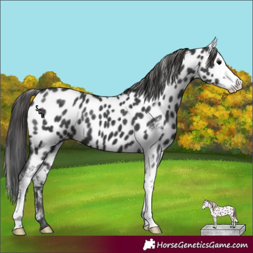 Horse Color:Black Sabino Appaloosa 