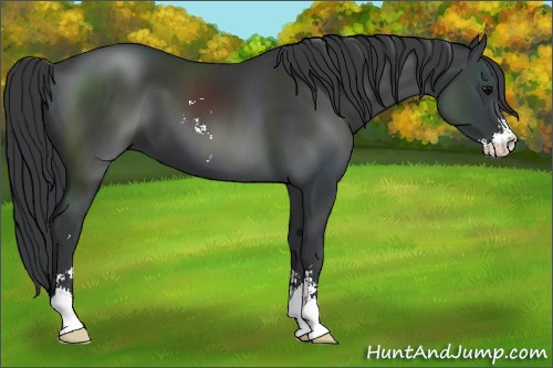 Horse Color:Black Sabino 