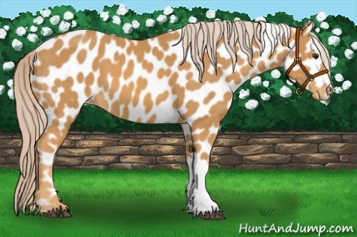 Horse Color:Palomino Leopard 