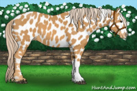 Horse Color:Palomino Leopard