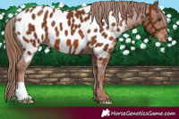 Horse Color:Chestnut Near Leopard 