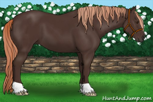 Horse Color:Liver Chestnut 