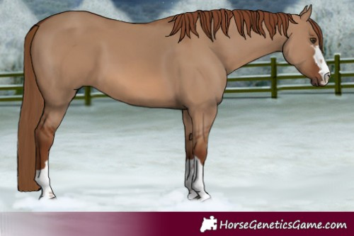 Horse Color:Red Dun 