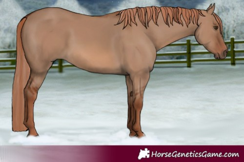 Horse Color:Red Dun 