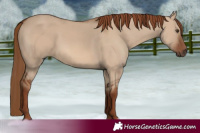 Horse Color:Red Dun 