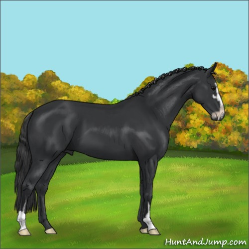 Horse Color:Black Sabino 
