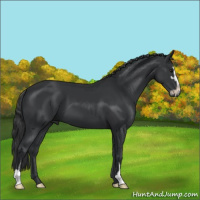 Horse Color:Black Sabino