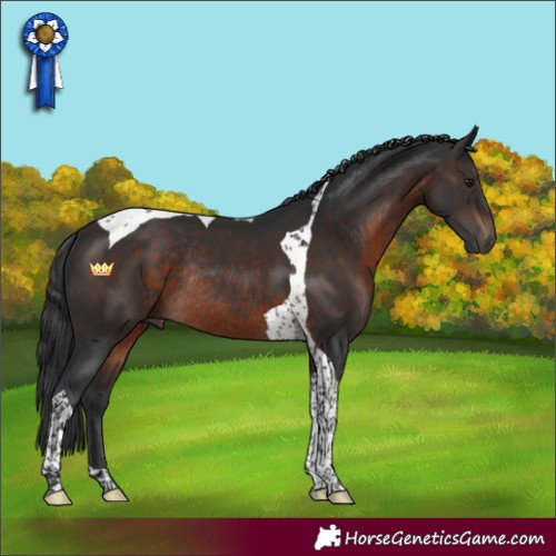 Horse Color:Brown Tobiano Rabicano 