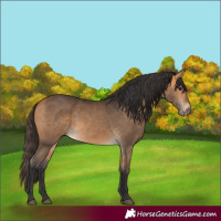 Horse Color:Buckskin 