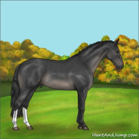 Horse Color:Blue Roan 