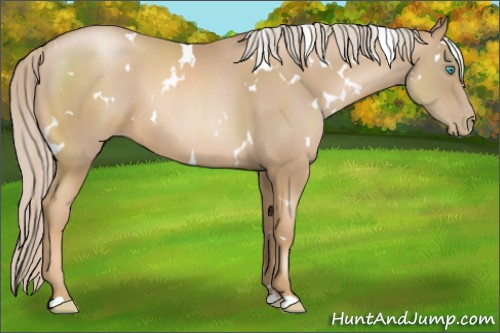 Horse Color:White Spotted Chocolate Palomino Pearl Sabino 