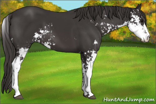 Horse Color:Smoky Black Sabino 