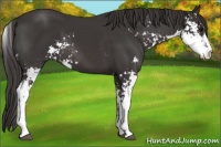 Horse Color:Smoky Black Sabino 