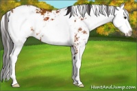 Horse Color:Buckskin Sabino