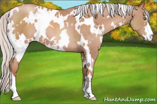 Horse Color:White Spotted Silver Classic Champagne Sabino 
