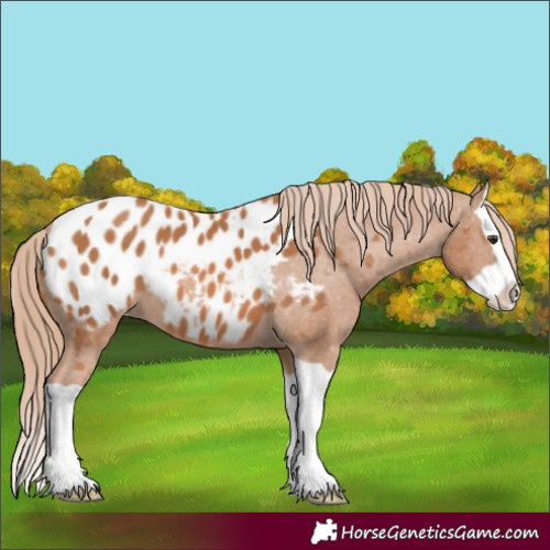 Horse Color:Chestnut Splash Appaloosa 