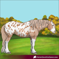 Horse Color:Chestnut Splash Appaloosa 