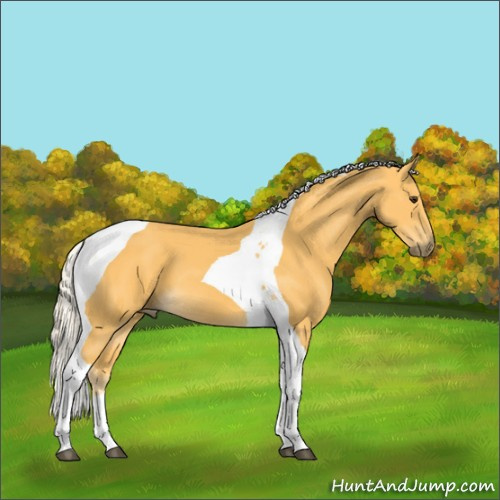 Horse Color:Palomino Tobiano 