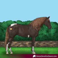 Horse Color:Liver Chestnut Tobiano 