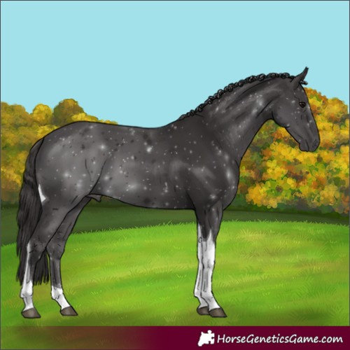 Horse Color:Smoky Black Tobiano