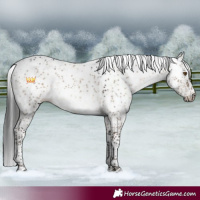 Horse Color:Brown Dun Sabino 