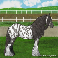 Horse Color:Grullo Near Leopard 