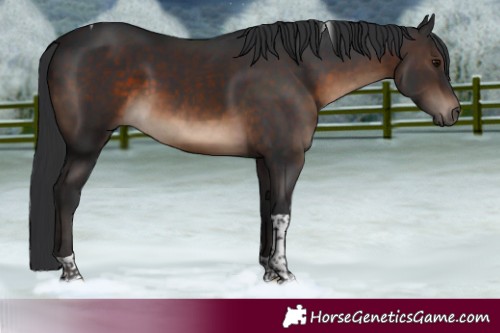 Horse Color:Brown Tobiano 