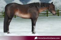Horse Color:Brown Tobiano 