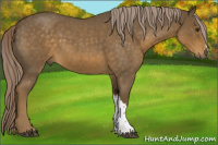 Horse Color:Chocolate Palomino Roan 