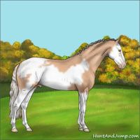 Horse Color:Gold Champagne Splash Frame Appaloosa
