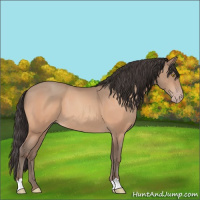 Horse Color:Amber Champagne
