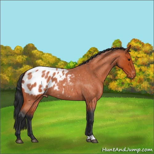 Horse Color:Bay Roan Appaloosa 
