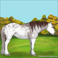 Horse Color:Gray Chocolate Blue Roan Splash Appaloosa 