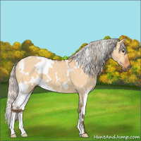 Horse Color:White Spotted Silver Bay Dun 