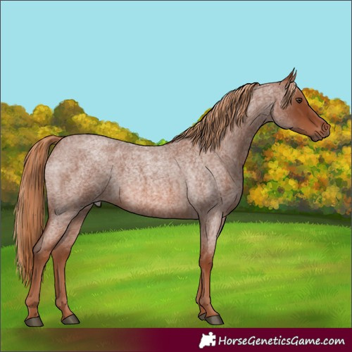 Horse Color:Red Roan 