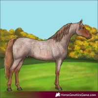 Horse Color:Red Roan 