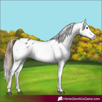 Horse Color:Grullo Appaloosa Rabicano 