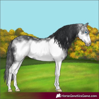Horse Color:Black Sabino Frame