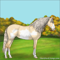 Horse Color:Palomino Dun Frame 