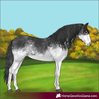 Horse Color:White Spotted Black 