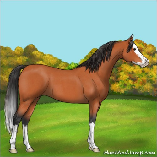 Horse Color:Bay Roan Splash